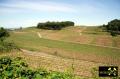 Hochfläche des Lützelberg bei Sasbach am Kaiserstuhl, Baden-Württemberg, (D) (5) 10. Mai 2015.JPG